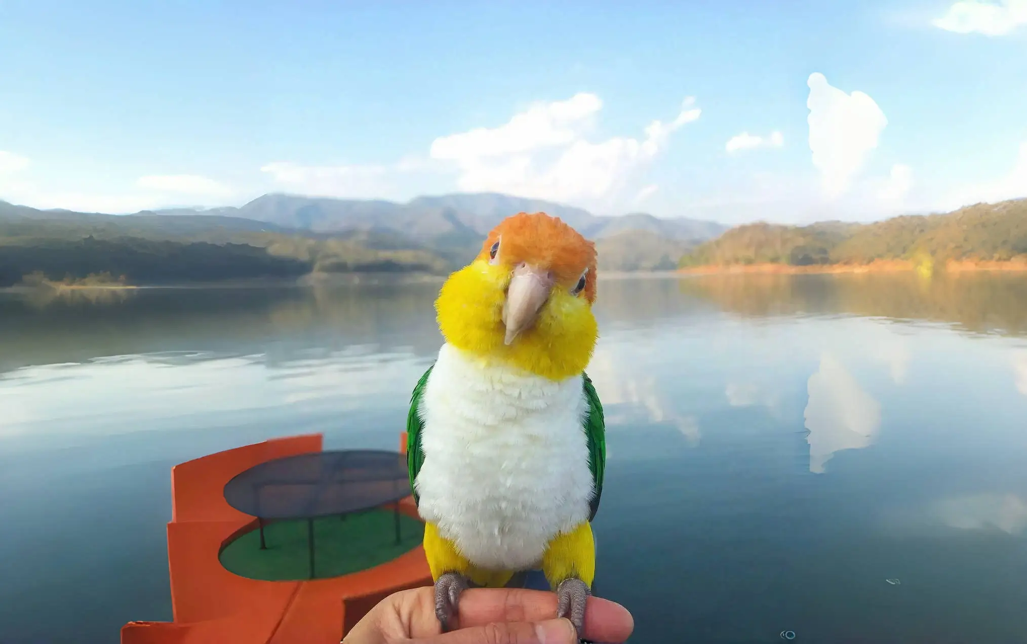 A colorful bird with yellow, orange, and green feathers is perched on a person's hand by a serene lake, with a backdrop of mountains and a clear, blue sky. The surrounding landscape reflects beautifully on the calm water.