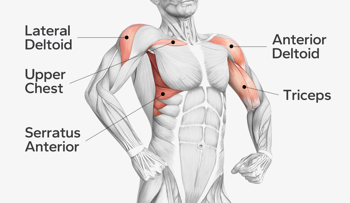 Muscle Group Worked by Overhead Press