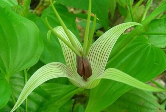 Stemona japonica seed | BELL Garden Company,Wholesale Plant seeds,Alive roots,Medicinal herbs,medicinal materials.Mass production