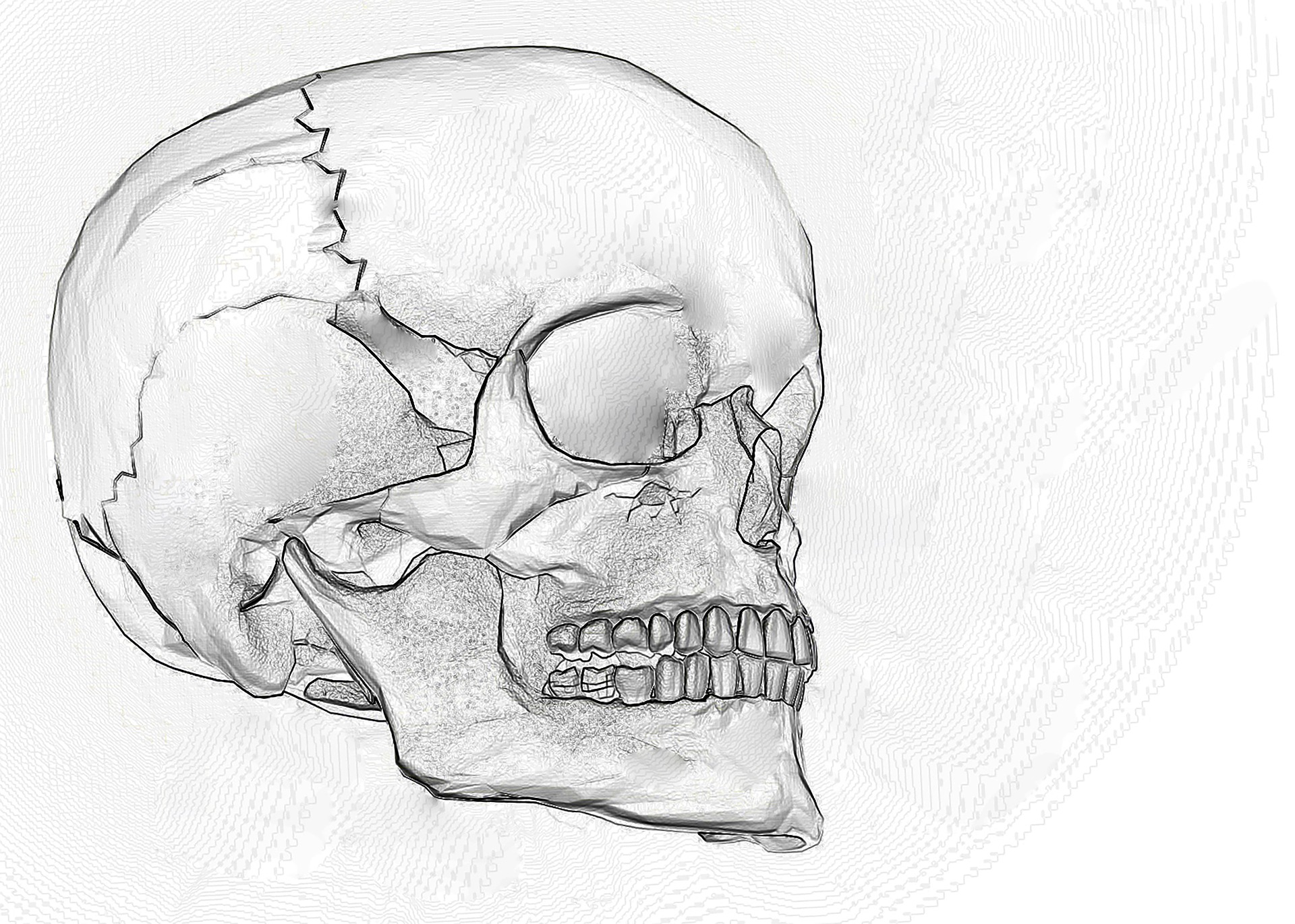 Learn To Draw Skulls