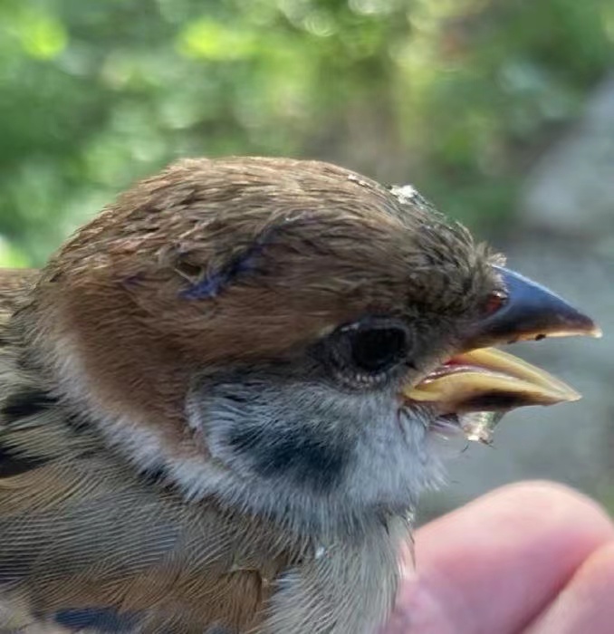 summer bird in heatstroke