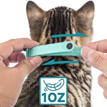 Hands-free cat Toy