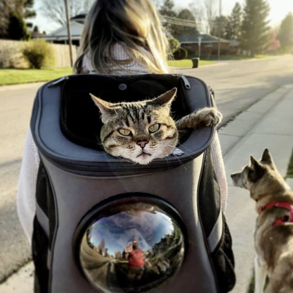 fat cat cat backpack
