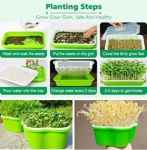Pentagon Sprout Seed Trays