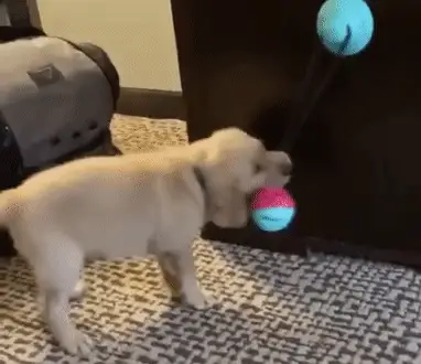 拖轮玩具 - 吸盘狗玩具 - Waggy Pups