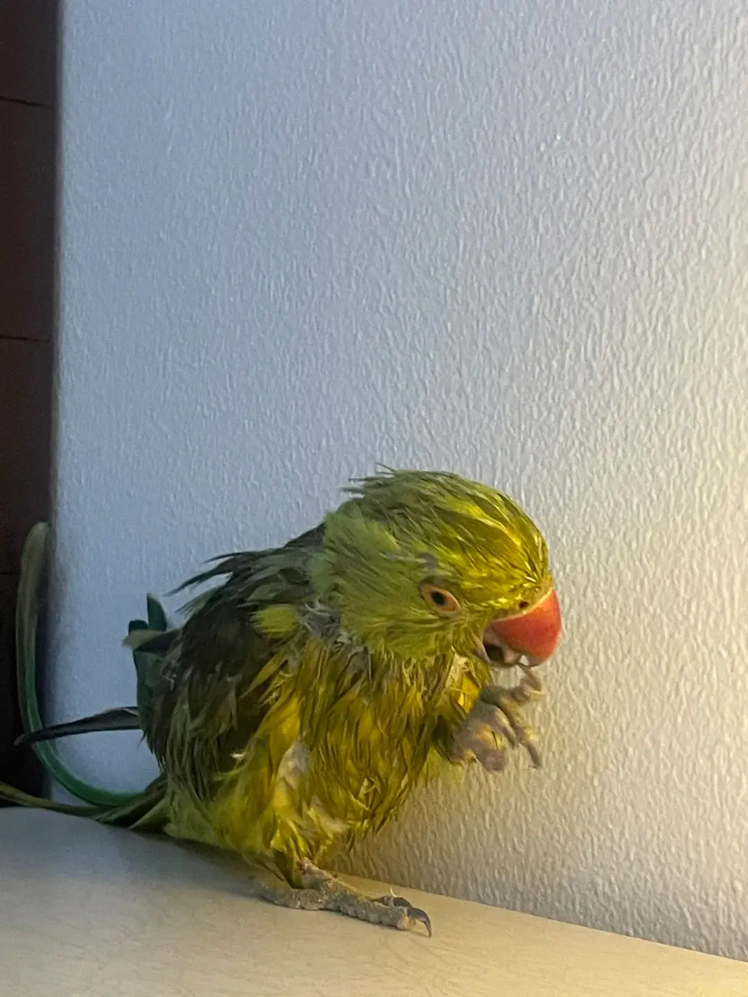 A green parrot with a red beak is sitting on a surface, appearing wet, possibly after a bath. The parrot is lifting one foot up near its beak. The background shows a white textured wall on one side and a wooden surface on the other. The light illuminates the bird's wet feathers, giving it a slightly disheveled look.