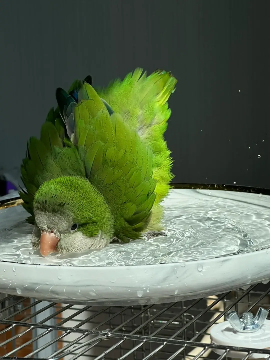 A green bird is lying flat on a shallow dish of water, appearing to be taking a bath. The bird's feathers are fluffed up, and water droplets can be seen around its body. The scene is set indoors with a metal rack visible underneath the dish.