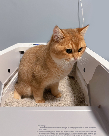 Self Cleaning Cat Litter Box