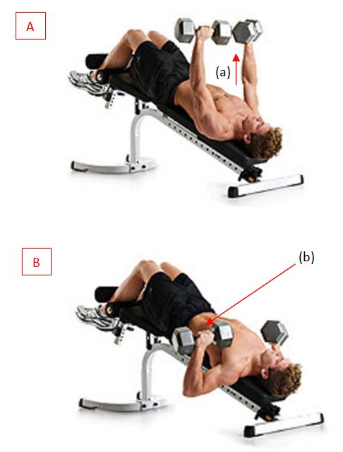 All You Need To Know About Decline Incline Bench Press Angles